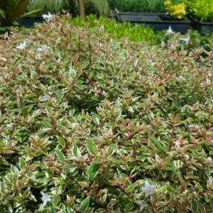 꽃댕강 '흰무늬'