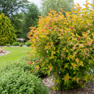 국수나무 '엠버쥬빌레'