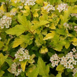 국수나무 '타이니와인 골드'