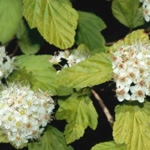 국수나무 '루테우스'