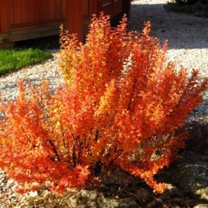 매자나무 '오렌지아이스'