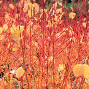 말채나무 '애니스 윈터 오렌지'