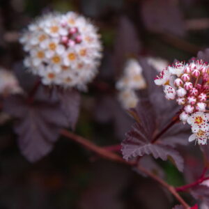 국수나무 '디아블로'